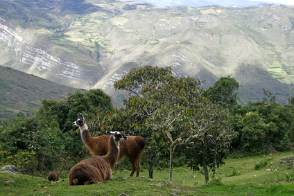 Inka Trail Peru, Lamas